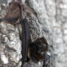 Hlubocké hráze (přírodní památka): netopýr pestrý využívá dutiny stromů jako úkryt; foto Z. Hanč 2008.