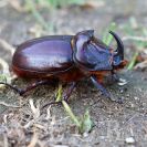 Hlubocké hráze (přírodní památka): nosorožík kapucínek žije skrytým nočním životem blízko lidských sídel; foto Z. Hanč 2012.