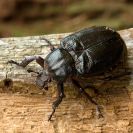 Hlubocké hráze (přírodní památka): páchník hnědý je vzácný obyvatel starých trouchnivých dutin listnáčů; foto Z. Hanč 2010.