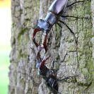 Hlubocké hráze (přírodní památka): souboj samců roháče obecného patří k nezapomenutelným zážitkům; foto Z. Hanč 2013.