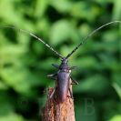 Hlubocké hráze (přírodní památka): tesařík obrovský dosahuje rozpětí tykadel až 14 cm, je vskutku nepřehlédnutelný; foto Z. Hanč 2012.