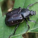 Hlubocké hráze (přírodní památka): zdobenec proměnlivý se vyvíjí ve starých trouchnivých dubech; foto Z. Hanč 2011.