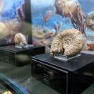 Jihočeské muzeum: stálá expozice otevřená 17. ledna 2020, přírodověda, detail fosilie; fotoarchiv Jihočeského muzea v Českých Budějovicích.
