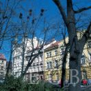 Ptáci: hnízda havranů polních v parku Na Sadech; foto P. Bürger 1998.