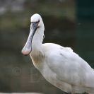 Ptačí oblast Českobudějovické rybníky: čáp s vařečkou na zobáku, to je kolpík bílý, který stabilně hnízdí na Vrbenských rybnících; foto Z. Hanč 2009.