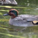 Ptačí oblast Českobudějovické rybníky: čírka obecná je drobná, ale velmi pestrá kachnička, žije nenápadně a nebývá příliš početná; foto Z. Hanč 2014.