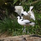 Ptačí oblast Českobudějovické rybníky: exotický brodivý pták tenkozobec opačný zahnízdil na rybnících v okolí Českých Budějovic; foto Z. Hanč 2009.