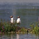 Ptačí oblast Českobudějovické rybníky: hnízdní populace racků chechtavých v posledních dekádách klesají; foto Z. Hanč 2010.