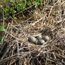 Ptačí oblast Českobudějovické rybníky: hnízdo čejky chocholaté; foto J. Bureš 2025.