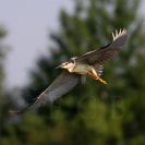 Ptačí oblast Českobudějovické rybníky: kvakoš noční je zajímavá volavka, je jedinečný svým hlasem; foto Z. Hanč 2010.