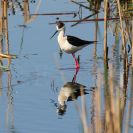 Ptačí oblast Českobudějovické rybníky: pisila čáponohá velmi ojediněle zahnízdí na Českobudějovických rybnících; foto Z. Hanč 2012.