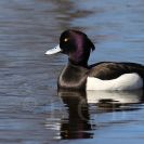 Ptačí oblast Českobudějovické rybníky: polák chocholačka je elegantní kachna s nepřehlédnutelnou chocholkou u samce; foto Z. Hanč 2012.