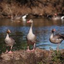 Ptačí oblast Českobudějovické rybníky: populace husy velké po roce 2000 rostou a s teplými zimami často přečkávají i v jižních Čechách; foto Z. Hanč 2010.