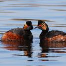 Ptačí oblast Českobudějovické rybníky: potápky černokrké hnízdí na rybnících Domin a Bažina, jsou málo početné a vzácné, ukrývají se v koloniích racků; foto Z. Hanč 2013.