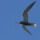 Ptačí oblast Českobudějovické rybníky: rybák obecný je rychlý a velmi elegantní letec, létající jiným stylem než racek; foto Z. Hanč 2010.