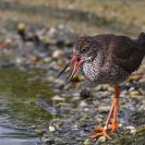 Ptačí oblast Českobudějovické rybníky: vodouš rudonohý je nenápadný bahňák, který se objevuje na obnažených dnech rybníků, kde s oblibou sbírá měkkýše či kroužkovce; foto Z. Hanč 2010.