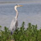 Ptačí oblast Českobudějovické rybníky: volavka popelavá je významný rybožravý pták; foto Z. Hanč 2014.