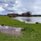 Ptačí oblast Českobudějovické rybníky: Zajícovský rybník; foto J. Bureš 2025.