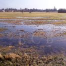 Ptačí oblast Českobudějovické rybníky: zaplavená jarní blata; foto J. Bureš 2025.
