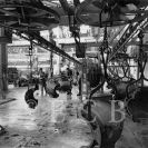 Slévárna České Budějovice: odlitky na máčecí lince v hrubovně; foto ČTK 1967.