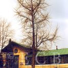 Stromy památné: jinan dvoulaločný v areálu Lannovy loděnice; foto P. Popela 1993.