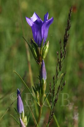 Kaliště (chráněné území): hořec hořepník; foto Z. Hanč 2009.