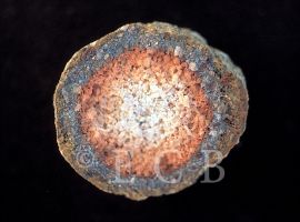 Minerály: koncentrická stavba železité konkrece, tzv. hosínské koule z písčitých sedimentů pánevní výplně; foto ze sbírek Jihočeského muzea v Českých Budějovicích.