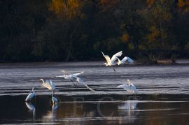 Ptačí oblast Českobudějovické rybníky: volavka bílá je elegantní, široce rozšířený pták, u nás však nehnízdí, jen přeletuje za potravou; foto Z. Hanč 2010.