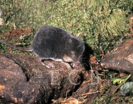 Savci: rejsec černý; foto P. Bürger 1997.