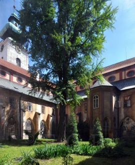 Stromy památné: rajská zahrada dominikánského konventu s jinanem dvoulaločným; foto K. Kuča 2010.