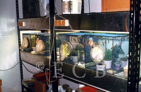 Akademie věd České republiky: chov sarančat v insektáriu; foto O. Sepp 1998.