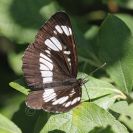 Bezobratlí: bělopásek tavolníkový se začal z Třeboňské pánve šířit do obcí a měst; foto Z. Hanč 2015