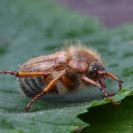Bezobratlí: chroustek letní hojně létá v teplých červnových večerech; foto Z. Hanč 2010