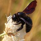 Bezobratlí: drvodělka fialová patří k největším včelám na světě; foto Z. Hanč 2012