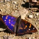 Bezobratlí: exoticky zbarvený batolec červený létá v červnu a červenci, samci mění barvy podle dopadu světla; foto Z. Hanč 2010