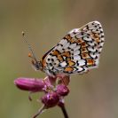 Bezobratlí: hnědásek kostkovaný se vyskytuje v květnu na pestrých loukách; foto Z. Hanč 2007