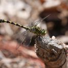 Bezobratlí: klínatka vidlitá je atraktivní vážka kamenitých tišin řek; foto Z. Hanč 2010