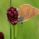 Bezobratlí: modrásek bahenní se vyvíjí v krvavci totenu a v zemních mraveništích; foto Z. Hanč 2012