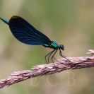 Bezobratlí: motýlice obecná je barevná vážka vyskytující se v červnu kolem řek a potoků; foto Z. Hanč 2008