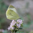 Bezobratlí: nenápadný bělásek jižní se vyvíjí v zahradách na iberkách; foto Z. Hanč 2018