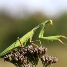 Bezobratlí: nezaměnitelná kudlanka nábožná, dospělci se dají potkat koncem léta; foto Z. Hanč 2010