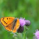 Bezobratlí: ohniváček černočárný se vyvíjí na šťovících; foto Z. Hanč 2013