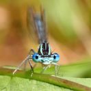 Bezobratlí: šidélko brvonohé je krásně zbarvené, což je dobře vidět v detailu; foto Z. Hanč 2012