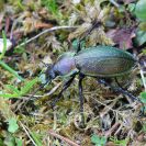 Bezobratlí: střevlík Scheidlerův je ve zbarvení velmi variabilní, může být zelený, hnědý i modrý; foto Z. Hanč 2013
