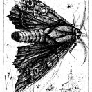 Čapek Jindřich: Noční motýl nad věží (1997), kresba perem 17 x 24 cm; sbírka Blanky Stehlíkové.