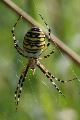 Bezobratlí: křižák pruhovaný je velice nápadný druh pavouka; foto Z. Hanč 2008